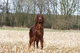 SETTER IRLANDAIS 413